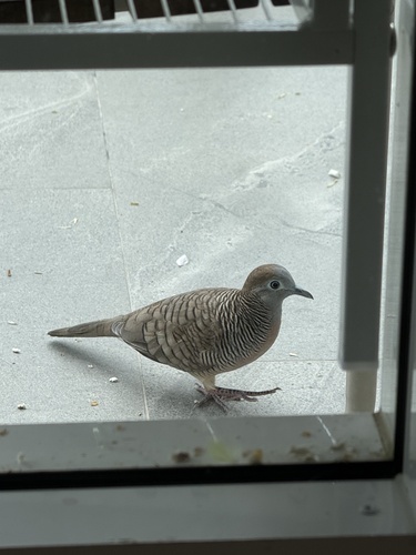 Zebra Dove