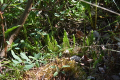 Spinulum annotinum alpestre