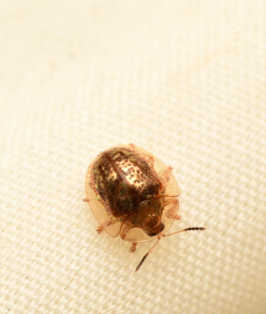 Agroiconota vilis