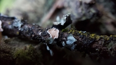 Aleurodiscus grantii