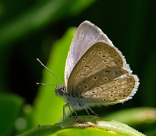 African Grass Blue