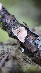 Aleurodiscus grantii