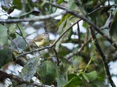 Vireo leucophrys