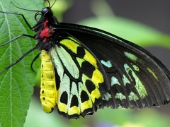 Ornithoptera