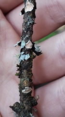 Aleurodiscus grantii