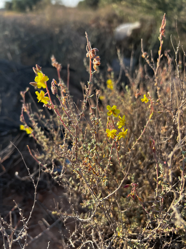 Helianthemum lippii