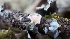 Aleurodiscus grantii