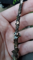 Aleurodiscus grantii