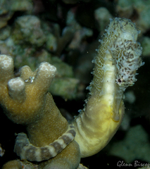 Hippocampus comes