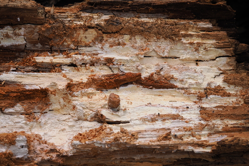 iNaturalist observation photo of Basidiomycete Fungi