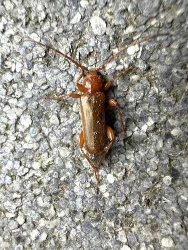 Tanbark Borer