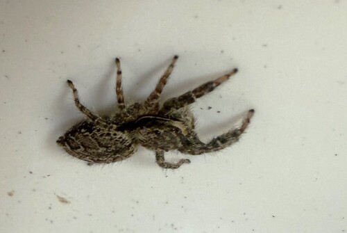 Fencepost jumping spider