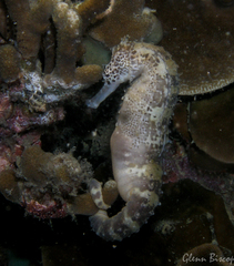 Hippocampus comes