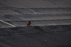 Centropus sinensis parroti