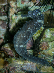 Hippocampus comes
