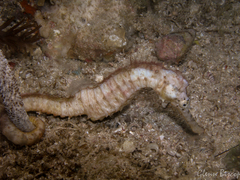 Hippocampus comes