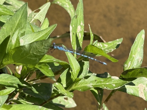 Indolestes peregrinus