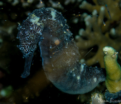 Hippocampus comes