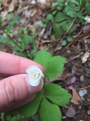 Anemonoides lancifolia