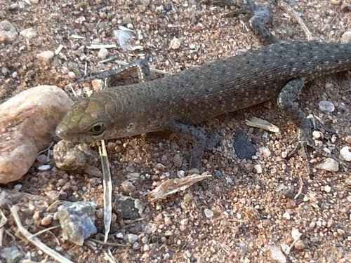 Desert Rainbow Skink