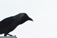 Corvus splendens