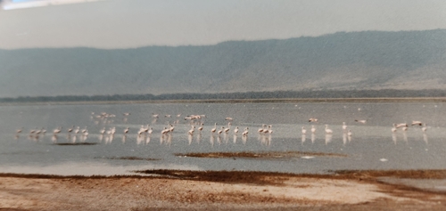 iNaturalist image