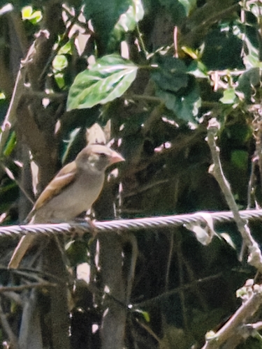 House Sparrow