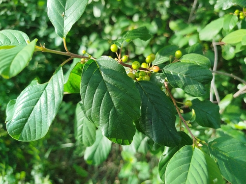 alder buckthorn