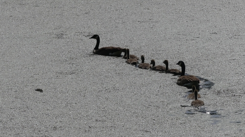 Canada Goose
