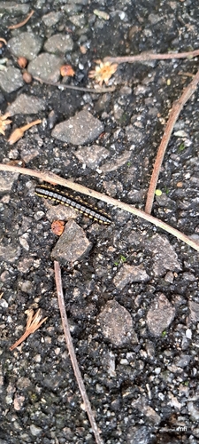 Anoplodesmus saussurii