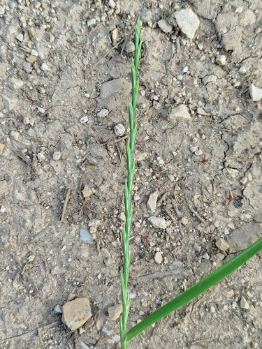 Perennial Ryegrass