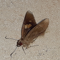 Erionota hiraca