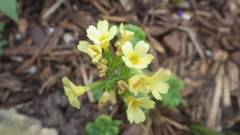 Primula elatior elatior