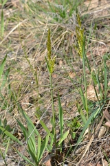 Anthoxanthum repens
