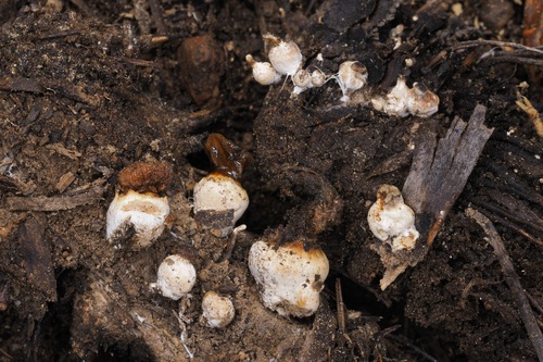 iNaturalist observation photo of Mushrooms, Bracket Fungi, Puffballs, and Allies