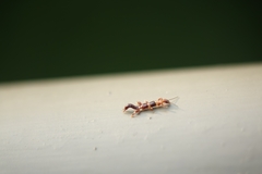 Labidura riparia