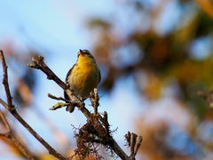 Silvicultrix diadema