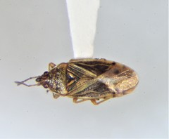 Chilacis typhae