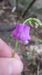 Lathyrus vernus
