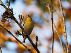 Silvicultrix diadema