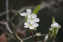Crataegus opaca