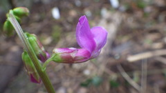 Lathyrus vernus