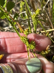 Carex oederi, photograph Abby Hyde, CC BY, iNaturalist via GBIF