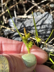 Carex oederi
