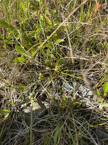 Carex oederi, photograph 2