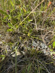 Carex oederi, photograph Abby Hyde, CC BY, iNaturalist via GBIF