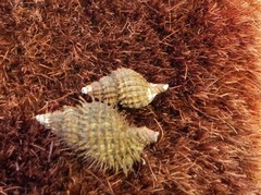 Fusitriton oregonensis