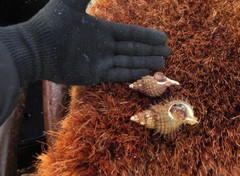 Fusitriton oregonensis