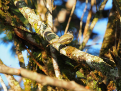 Phyllomyias griseiceps