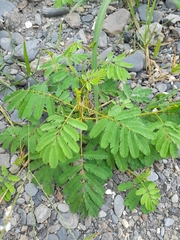 Mimosa diplotricha, photograph (c) 章魚, some rights reserved (CC BY)